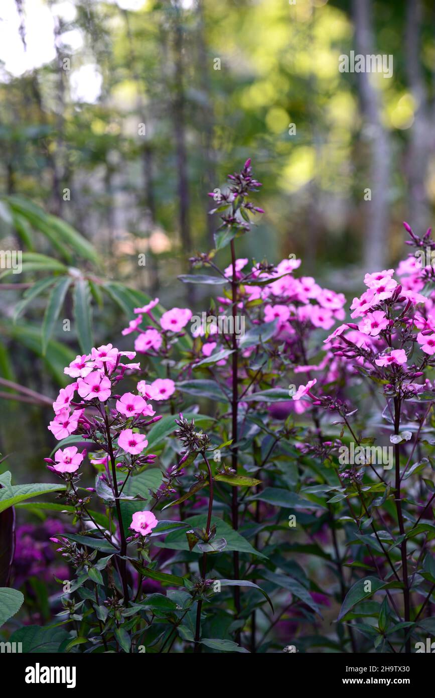 phlox paniculata,pink and purple flower,flowers,flowering,RM Floral Stock Photo