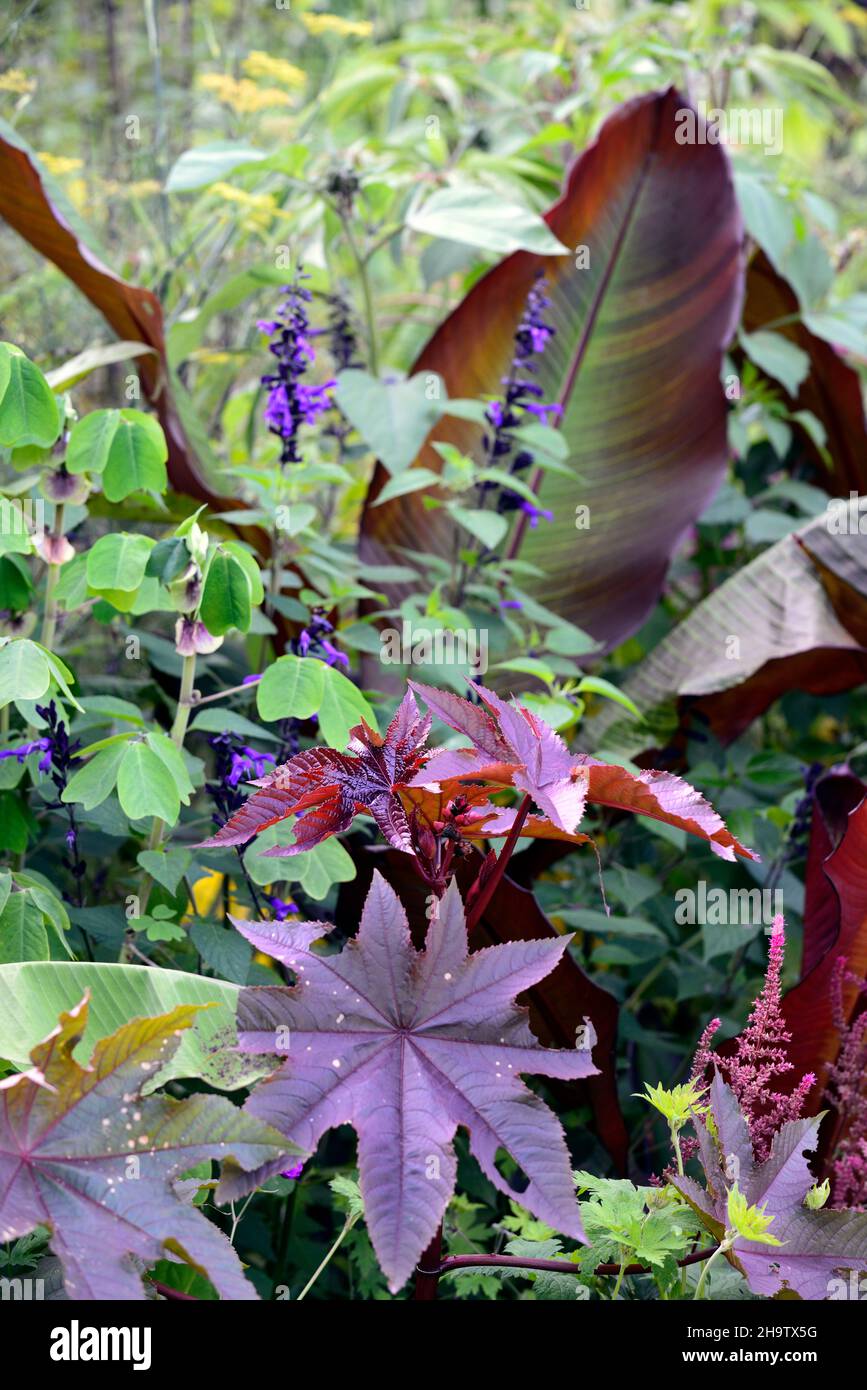 ricinus communis,Ensete ventricosum Maurelii,Ethiopian banana,Abyssinian banana,red banana,flower,flowering,,mixed planting scheme,unusual planting sc Stock Photo