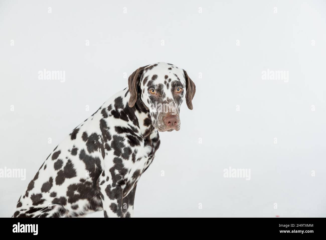 Dalmatian dog sitting looking in the camera at a white background Stock Photo