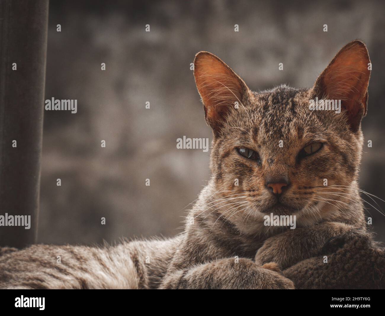 Closeup of a beautiful cat lying on the ground Stock Photo - Alamy