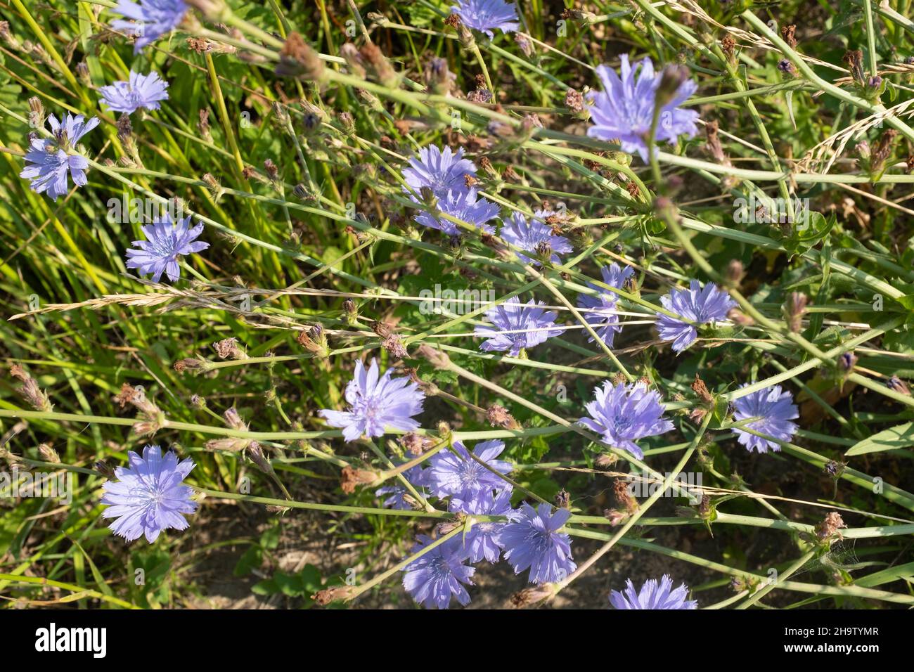 Landscape from Blue flowers of chicory. Plants with the Latin name Cichorium intybus. Chicory blooms in the summer meadow. High quality photo Stock Photo