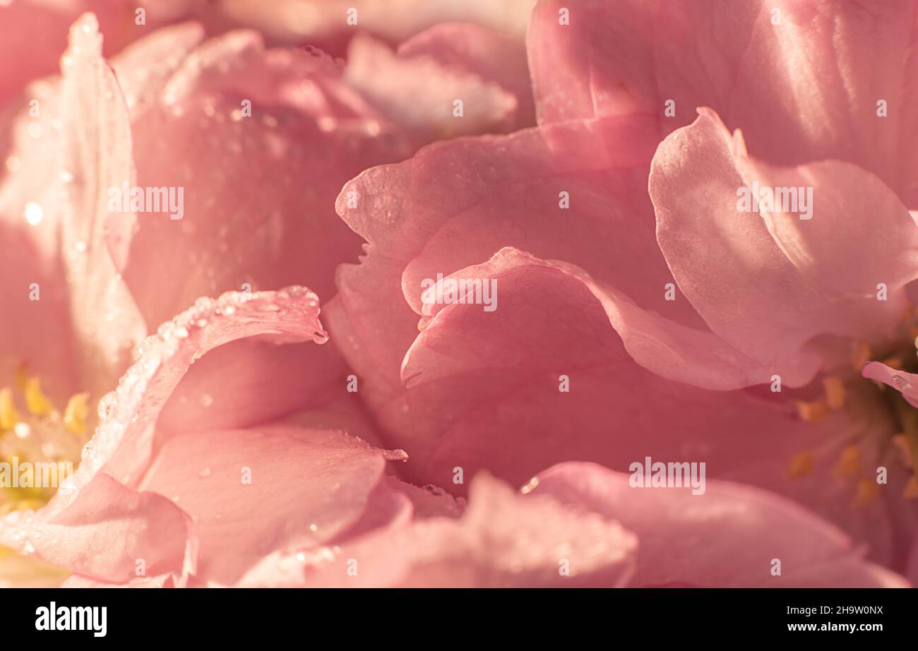 Sakura flower cherry blossom nature background Stock Photo - Alamy