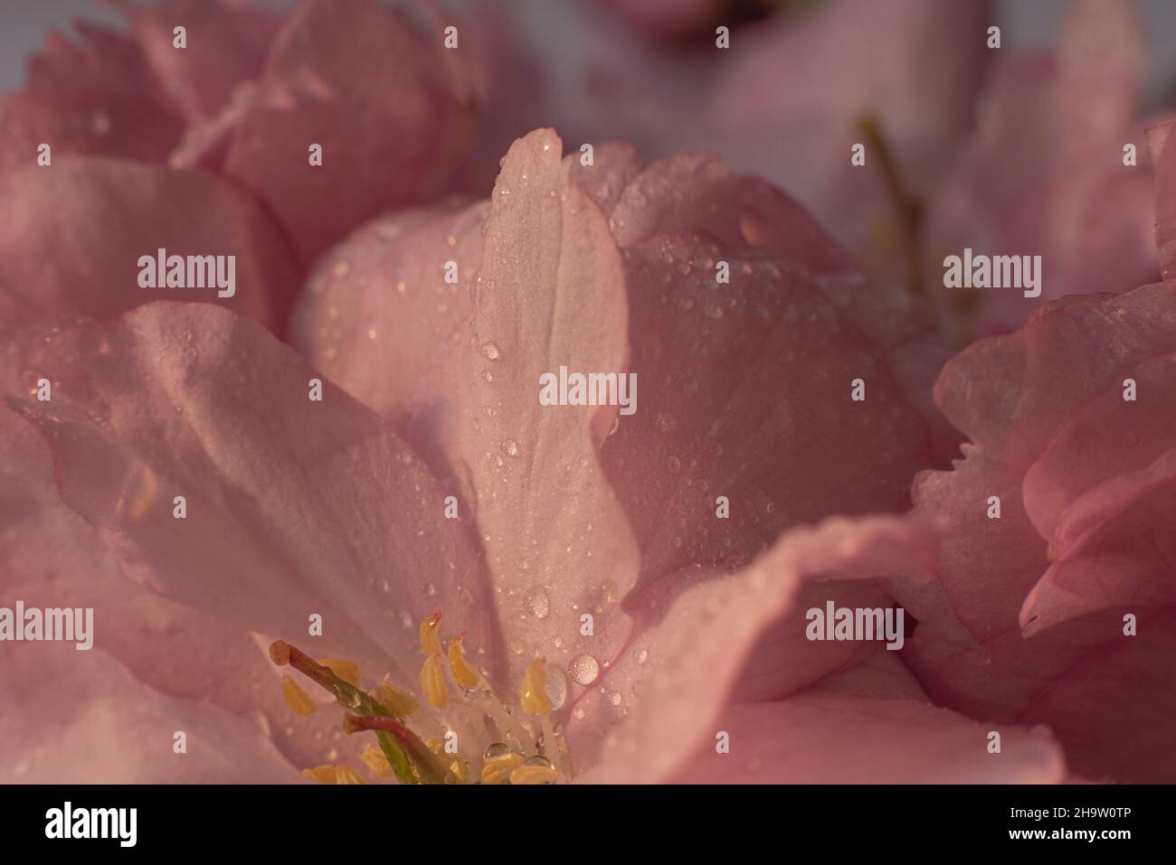 Cherry blossom nature background with dew drops Stock Photo - Alamy