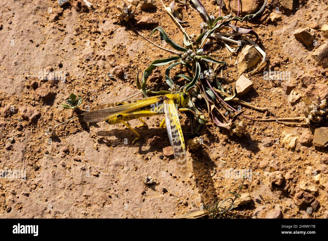 The desert locust, Schistocerca gregaria Stock Photo