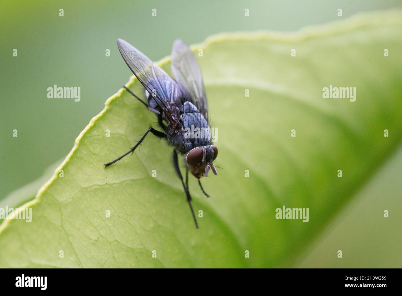Close-up Macro of a common lesser house fly on a lemon tree leaf Stock Photo