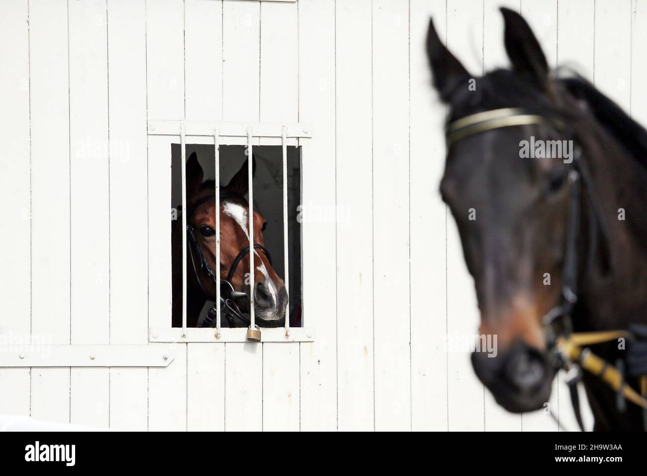 '25.04.2021, Germany, Lower Saxony, Hannover - Horse looking out of a box at a fellow horse.. 00S210425D601CAROEX.JPG [MODEL RELEASE: NO, PROPERTY REL Stock Photo