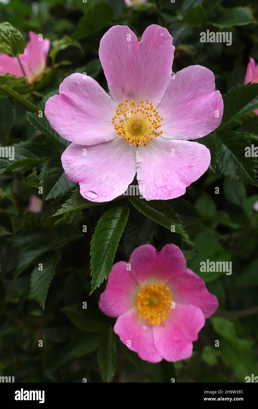 Hagrosen hires stock photography and images Alamy