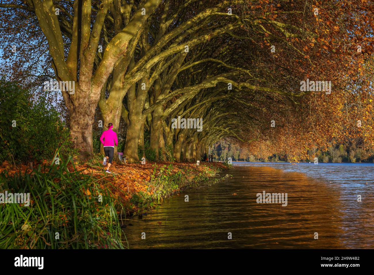 '01.11.2021, Germany, North Rhine-Westphalia, Essen - Young woman jogging on the lake shore under trees with autumn leaves. Golden autumn at Baldeneys Stock Photo