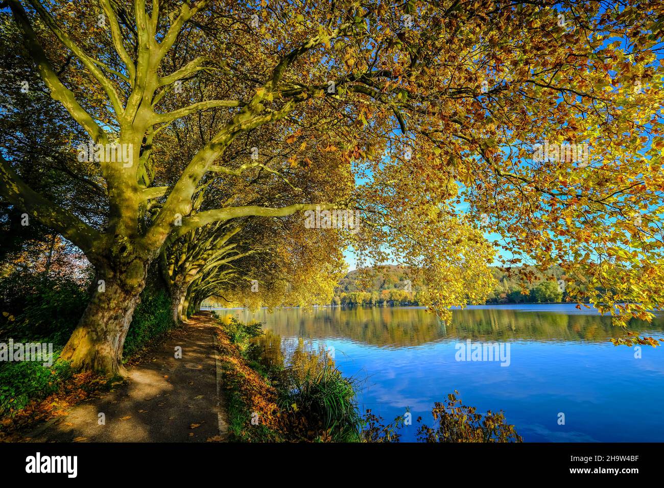 '25.10.2021, Germany, North Rhine-Westphalia, Essen - Golden autumn at Lake Baldeney.. 00X211025D011CAROEX.JPG [MODEL RELEASE: NO, PROPERTY RELEASE: N Stock Photo