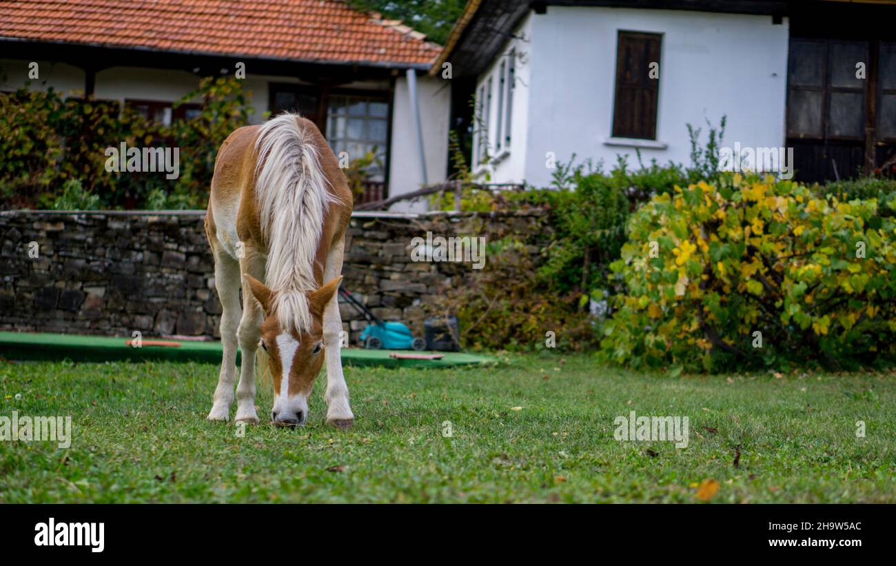 Beautiful white brown horse eating grass in a village county yard. Stock Photo