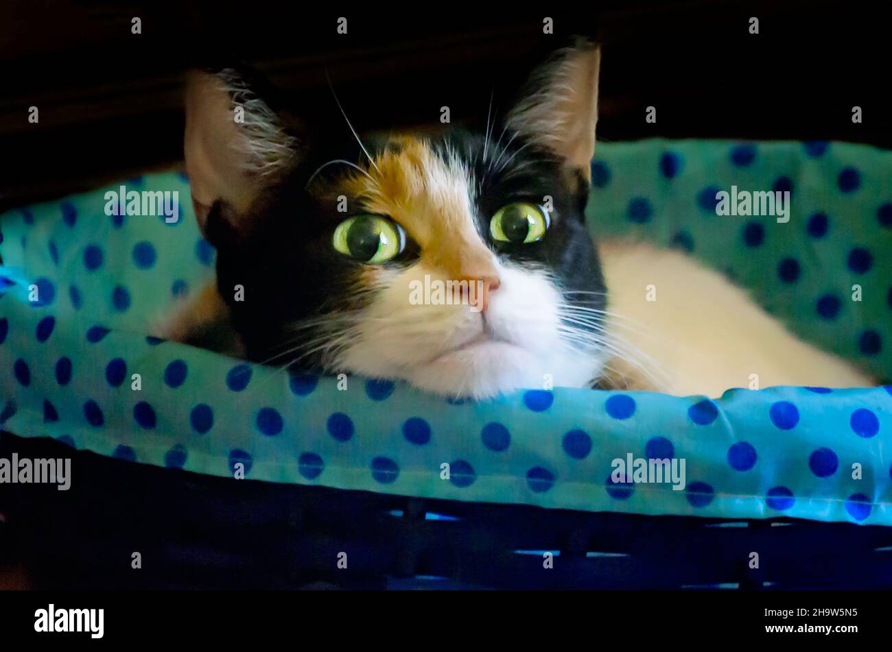 Pumpkin, a four-year-old calico cat, lays in a basket, May 13, 2021, in Coden, Alabama. Stock Photo