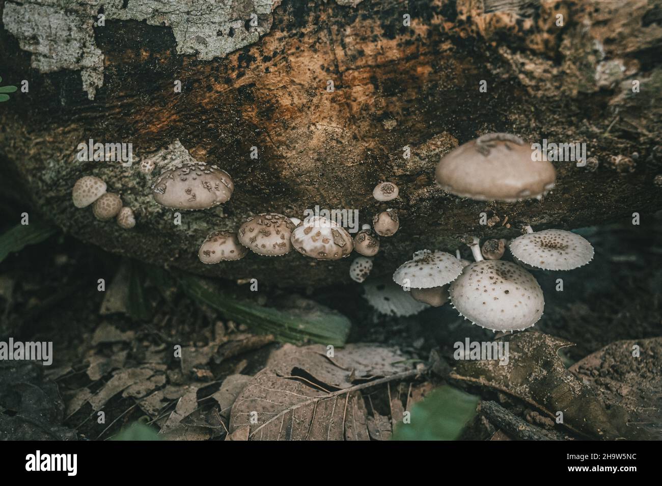 Closeup of fungus on a fallen tree in a forest Stock Photo - Alamy