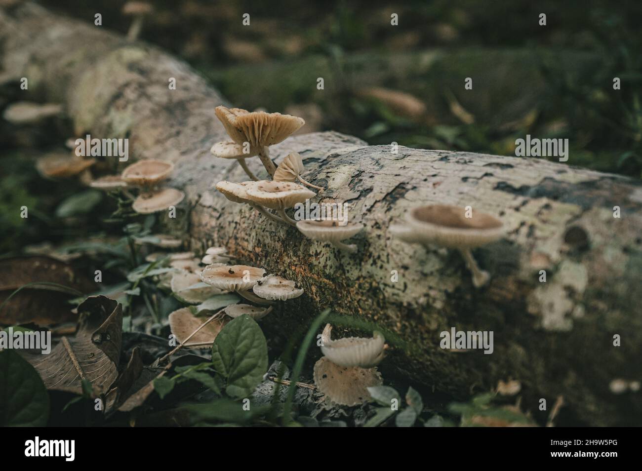 Closeup of fungus on a fallen tree in a forest Stock Photo - Alamy