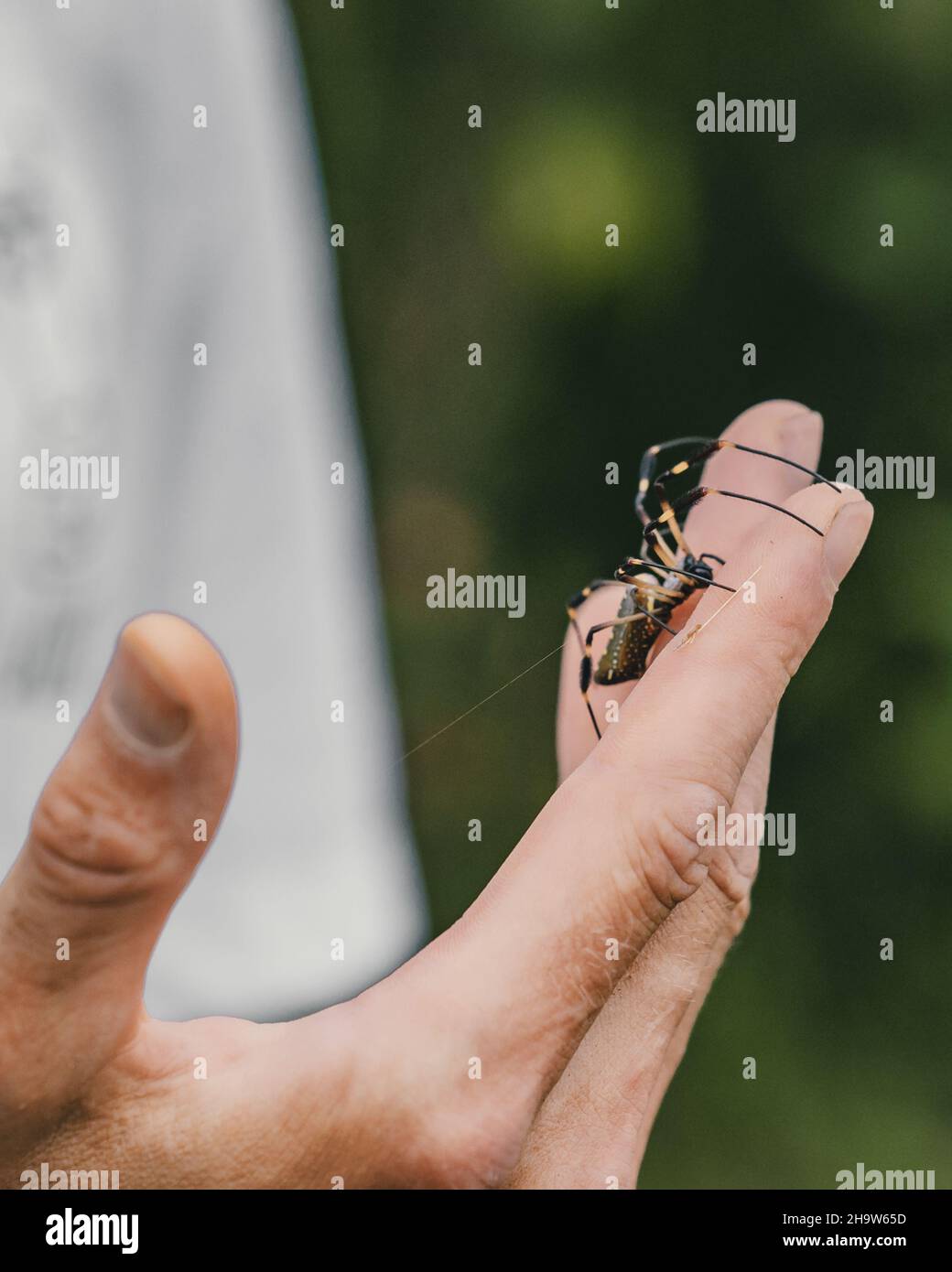 Finger spider hi-res stock photography and images - Alamy