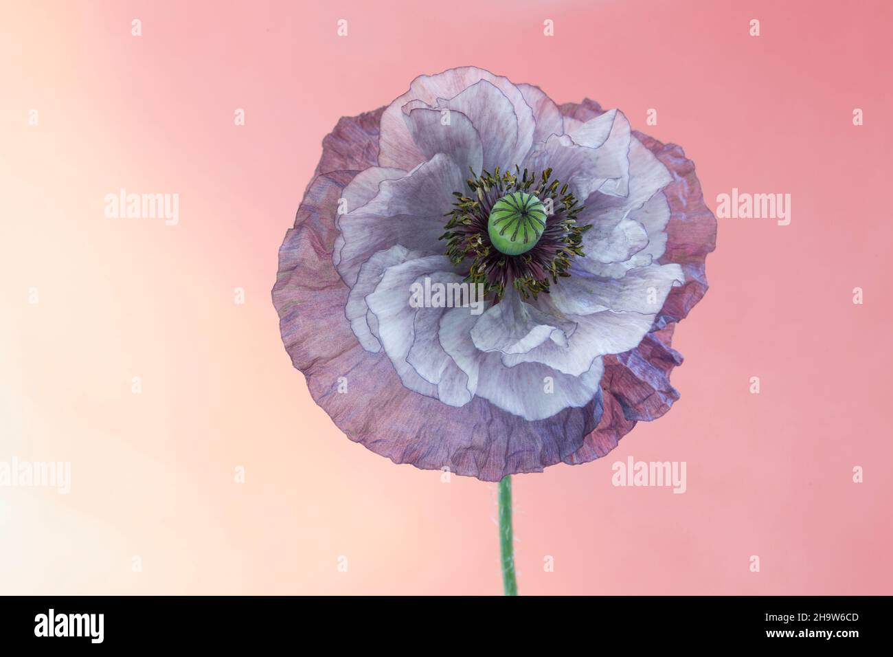 Amazing Grey poppy, single stem Stock Photo