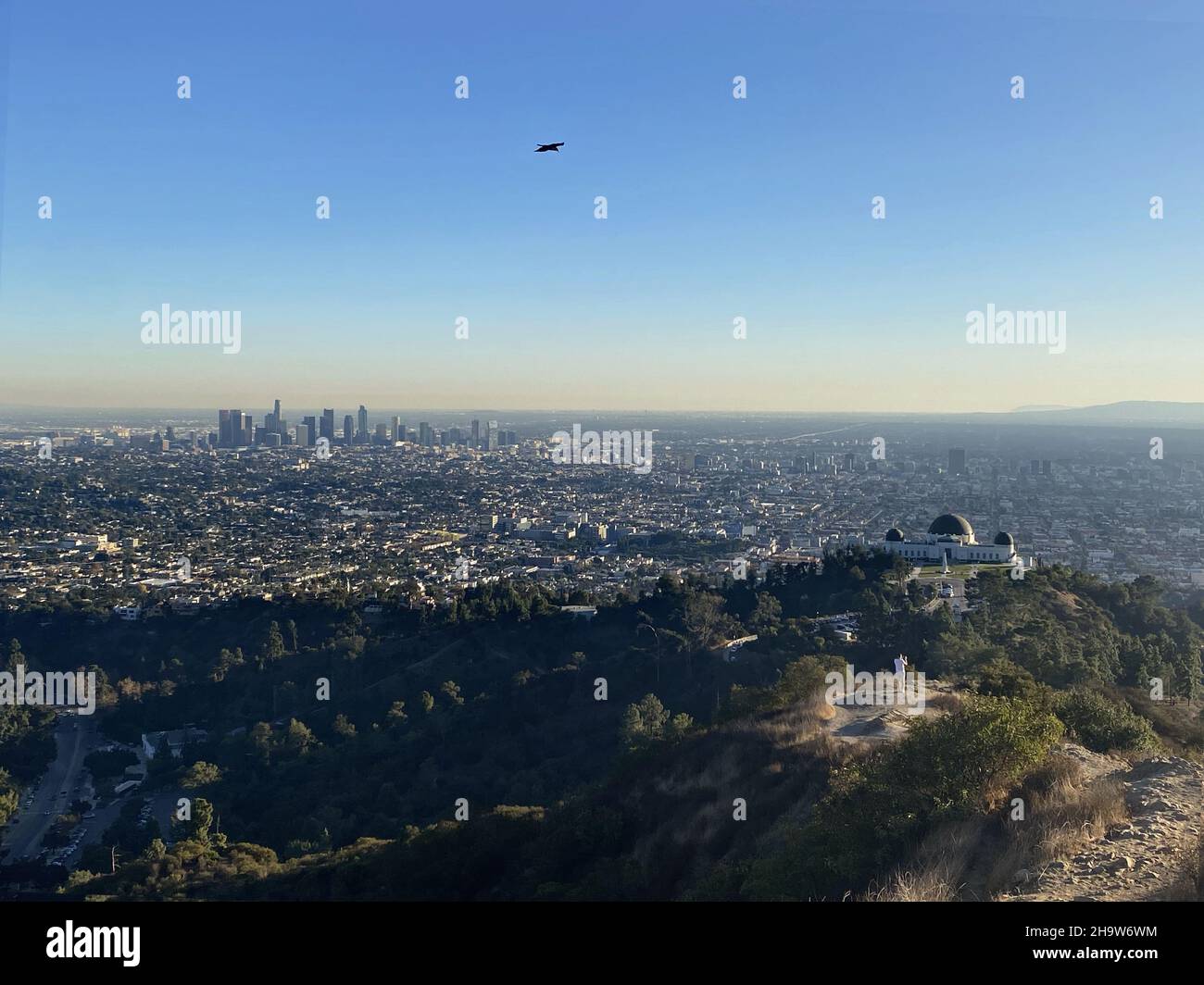 Beautiful Aerial View Of Griffith Park In Los Angeles USA Stock Photo   Beautiful Aerial View Of Griffith Park In Los Angeles Usa 2H9W6WM 