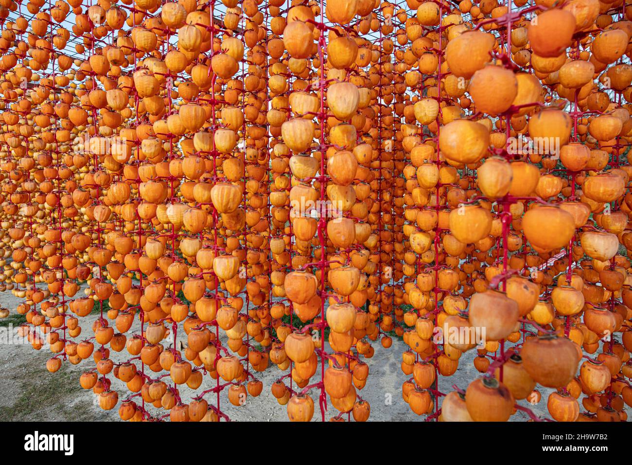 Persimmons or Kaki fruits peeled and hung on a string to dry. Diospyros kaki fruit or Persimmons are exposed to the sun and natural wind like the Deni Stock Photo