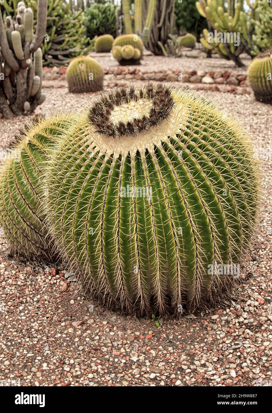 Fat cactus hi-res stock photography and images - Alamy