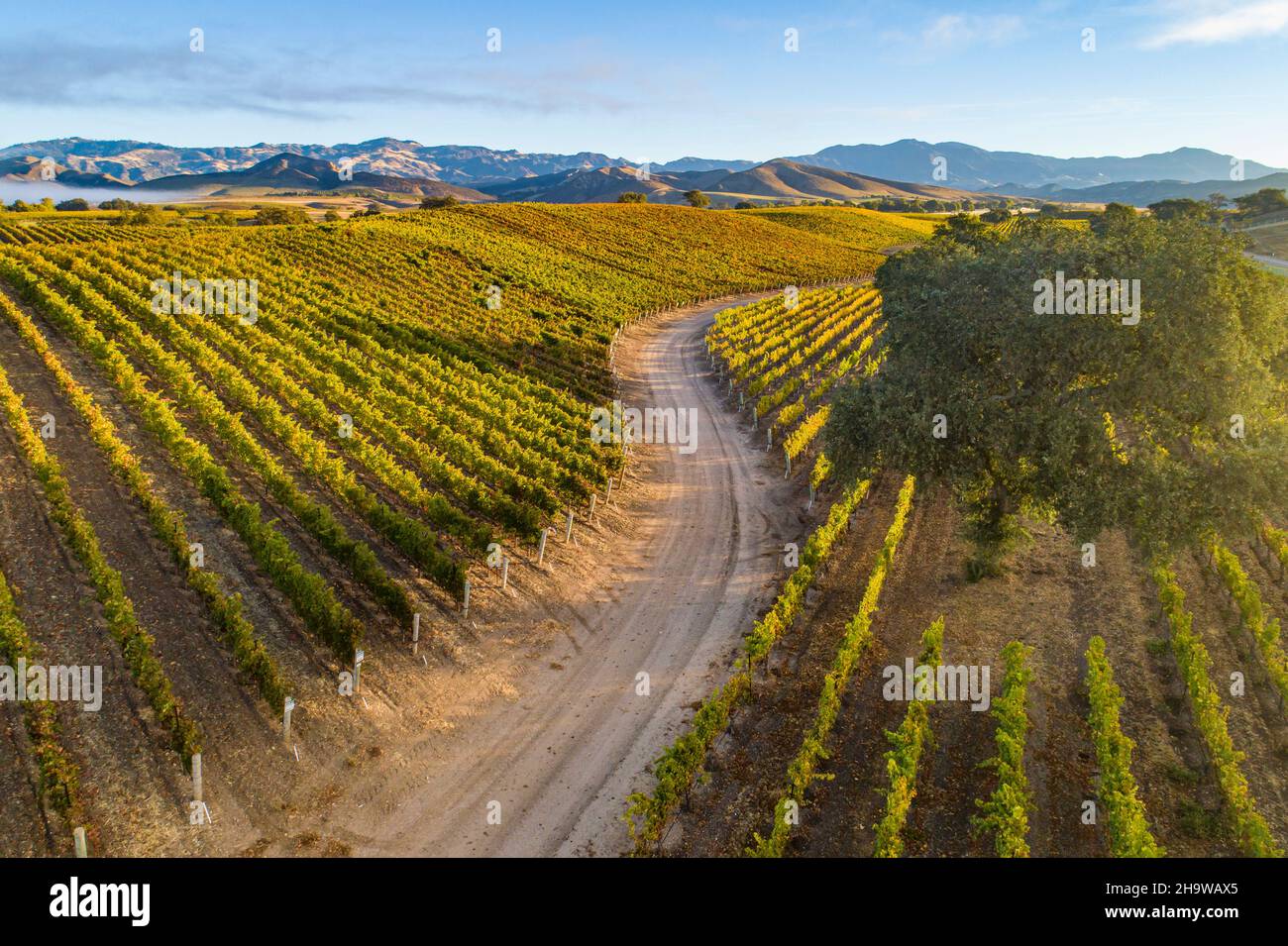 aerial view of fall vineyard off Happy Canyon Road, Santa Ynez Valley, California Stock Photo