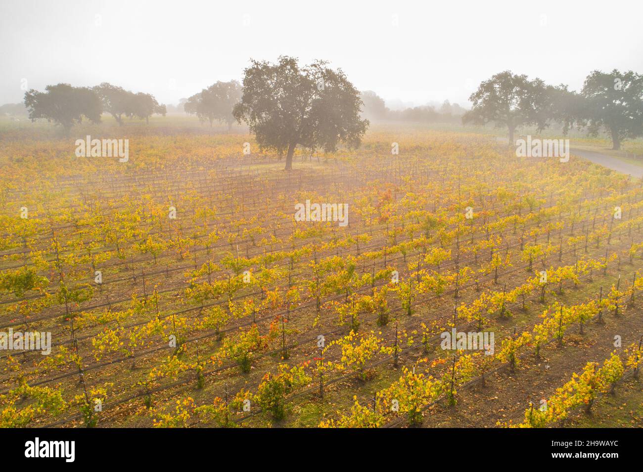 aerial view of fall vineyard and oak trees in coastal fog at Roblar Winery,  Santa Ynez Valley, California Stock Photo