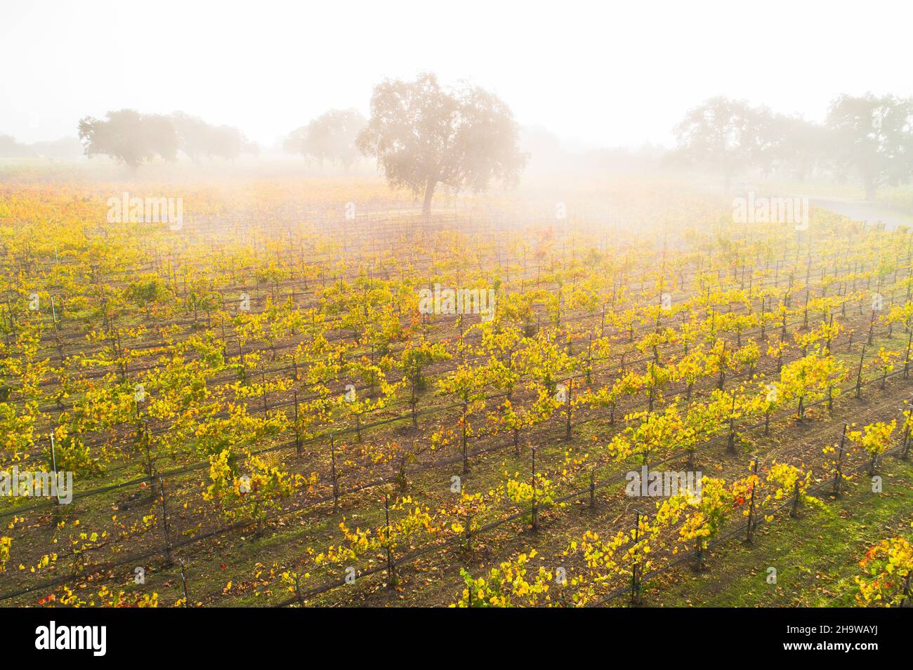 aerial view of fall vineyard and oak trees in coastal fog at Roblar Winery,  Santa Ynez Valley, California Stock Photo