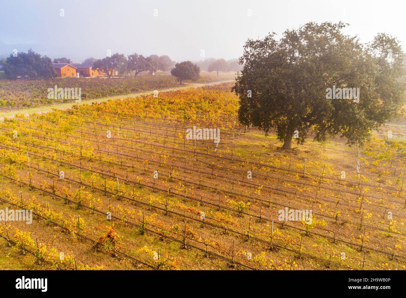 Aerial view of Roblar Vineyard in fall colors and the Barrel Barn on a foggy morning, Santa Ynez Valley, California Stock Photo