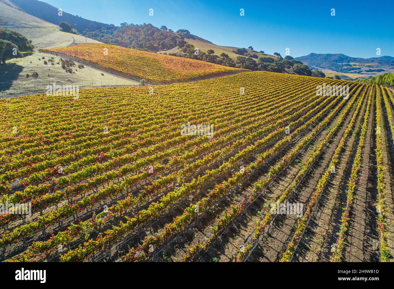 Aerial view of fall vineyard along Santa Rosa Road in the Santa Ynez ...