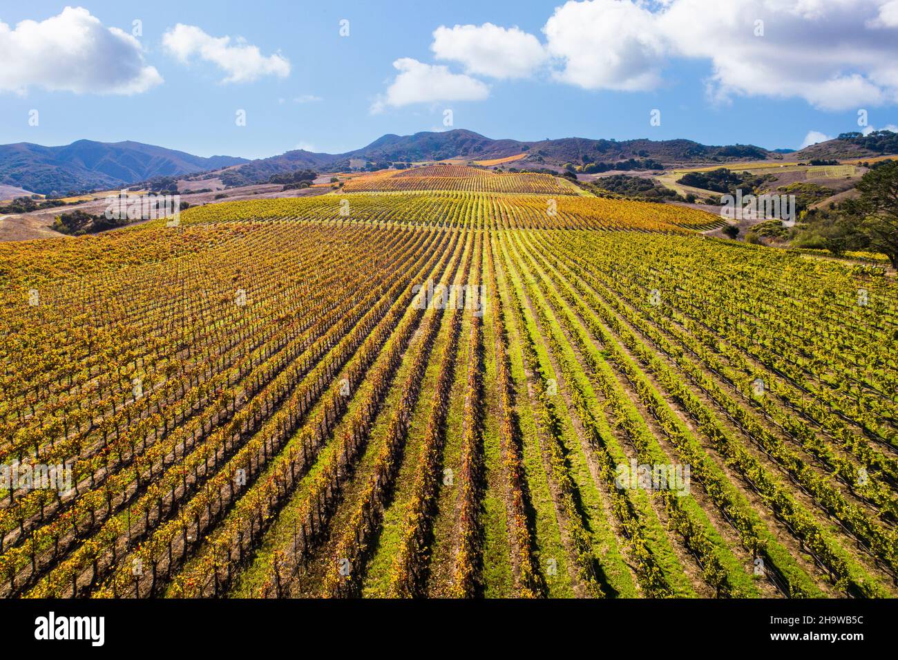 Aerial view of fall vineyard along Santa Rosa Road in the Santa Ynez Valley, California Stock Photo