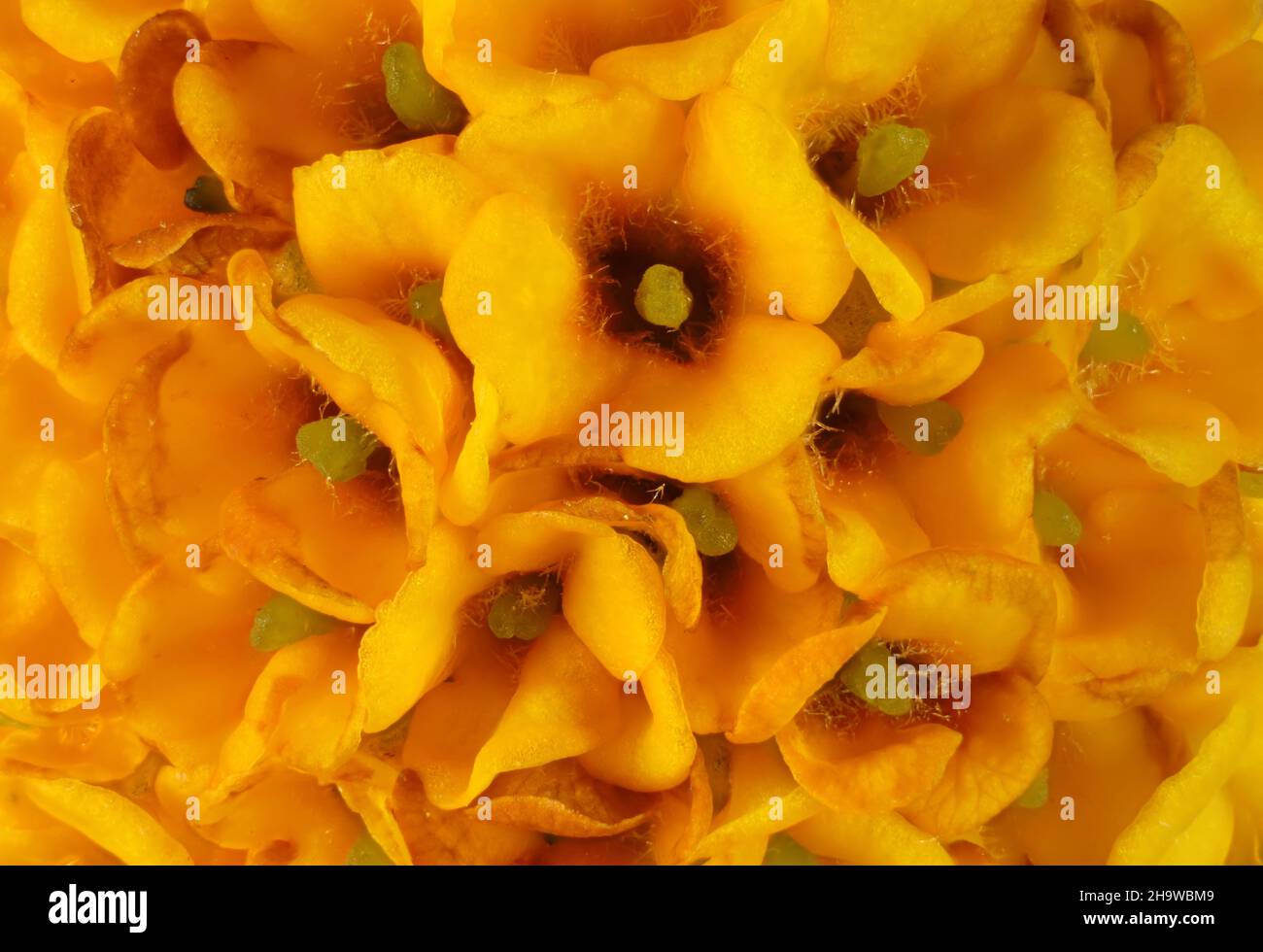 Super macro view of isolated Orange Ball Buddleia (Buddleia glodosa) inflorescence Stock Photo
