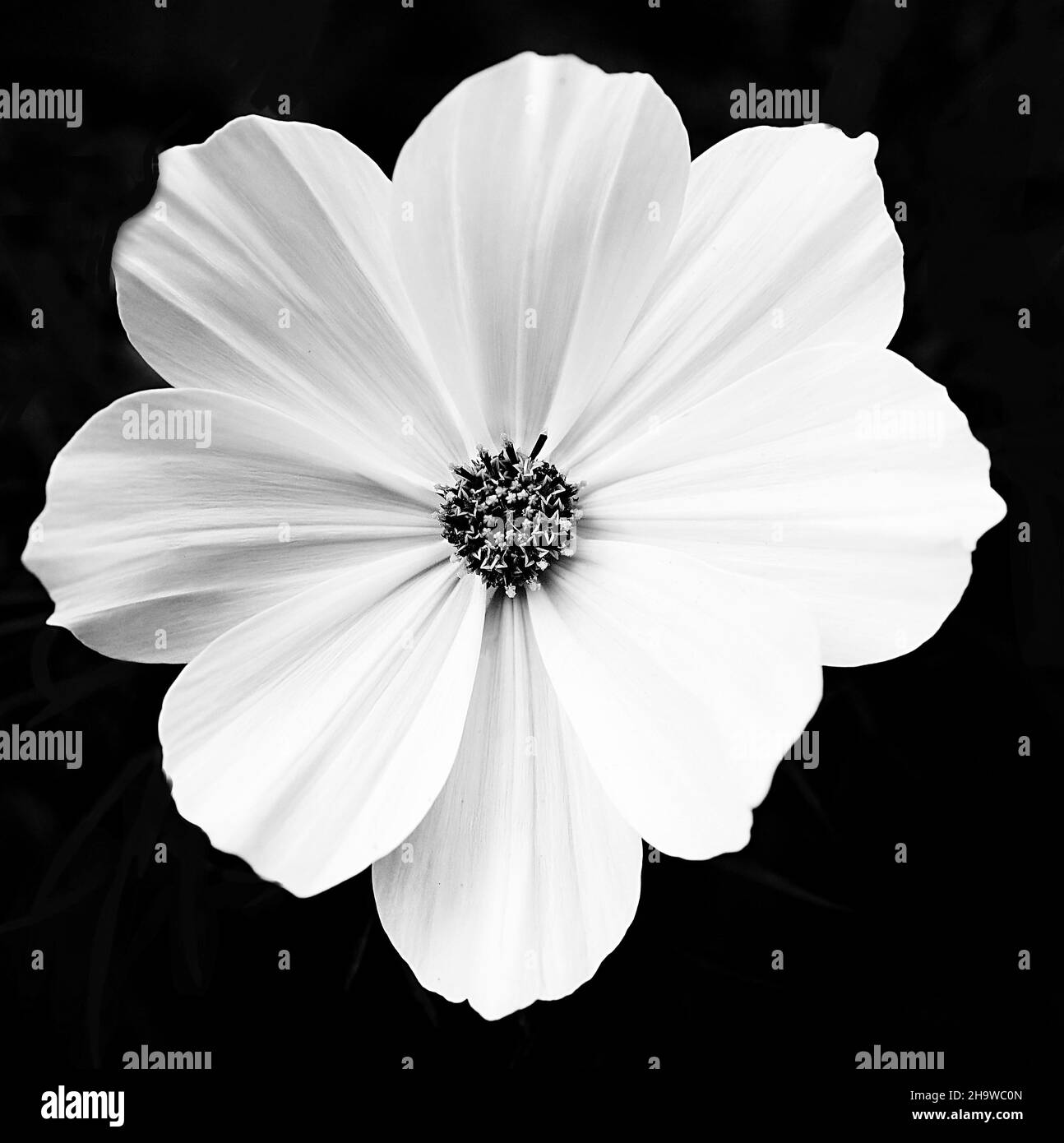 Beautiful cosmos flower Black and White Stock Photos & Images - Alamy