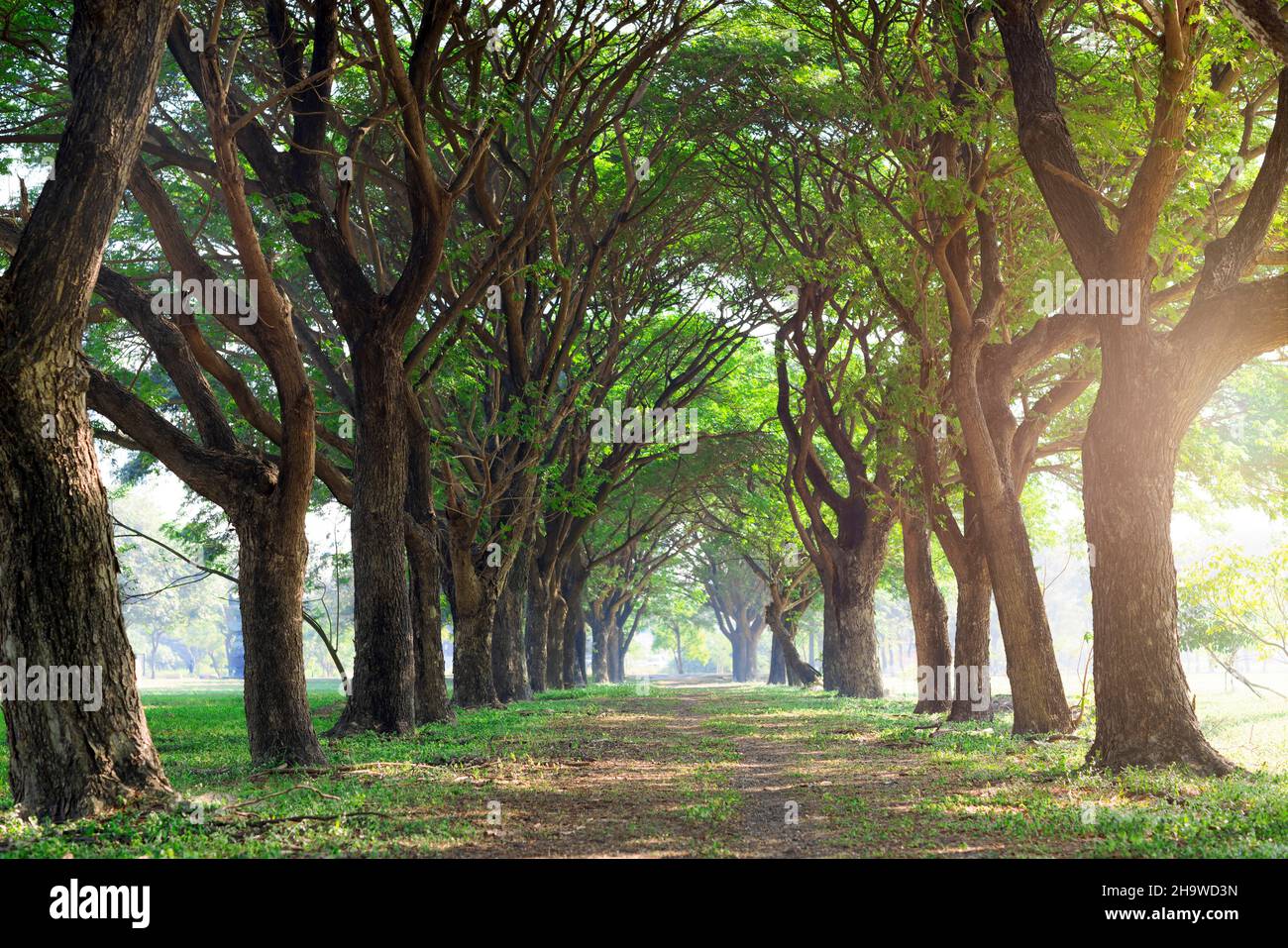 Pathway Way Through green Forest in the park at morning Stock Photo - Alamy
