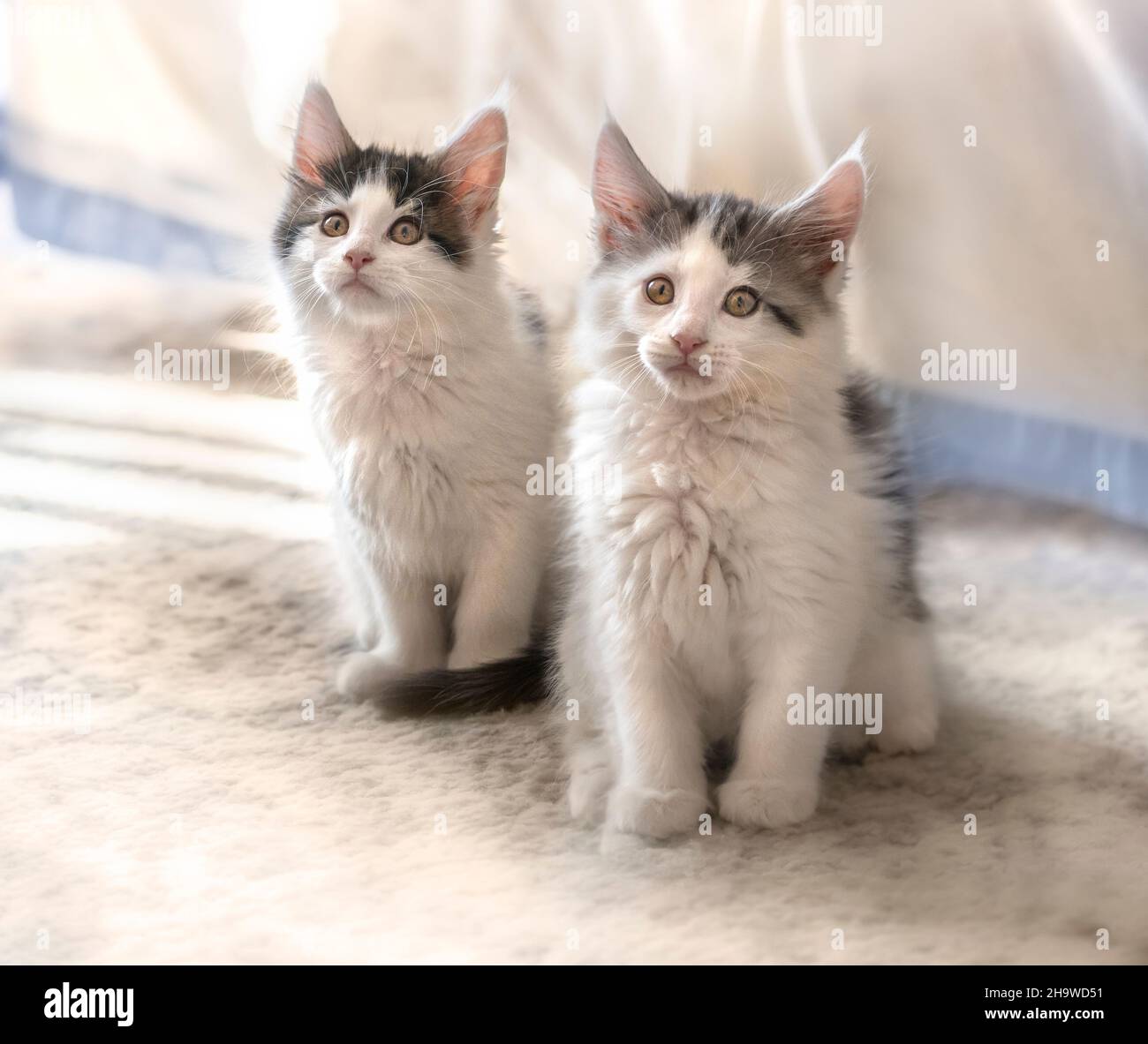 Pair of  curious, alert 9 week old, Maine Coon Cat kittens playing on carpet Stock Photo