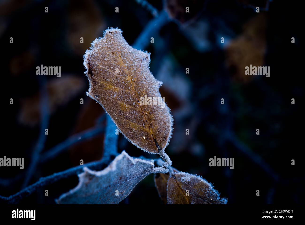 Holm oak leaf hi-res stock photography and images - Alamy