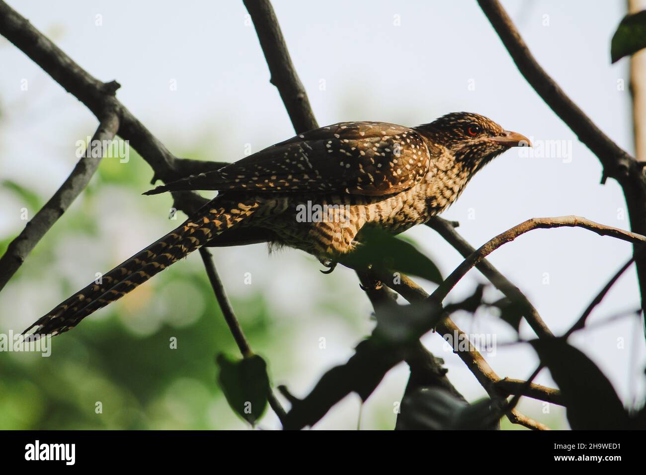 Side view of a female Asian koel bird perched on a tree branch under the sunlight Stock Photo