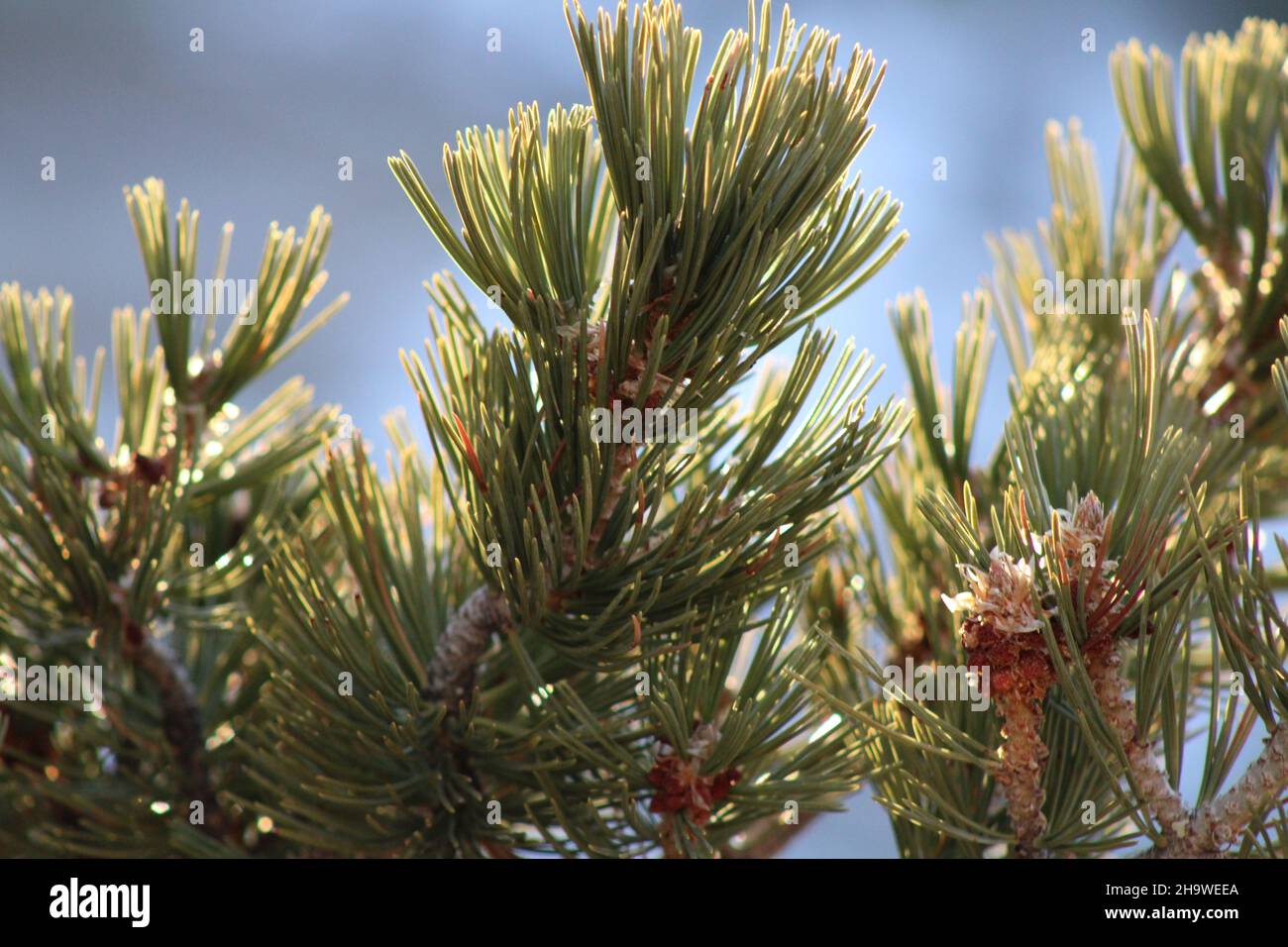 Mountain top coniferous Wyoming sinks canyon Stock Photo