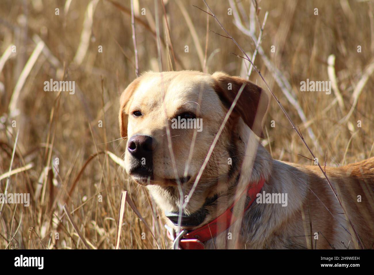 Hunting Dog in field searching for water foul Stock Photo