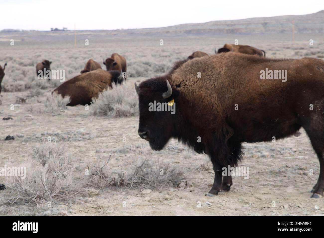 Many Bison in Pasture Stock Photo