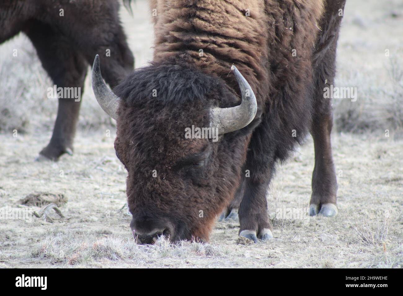 Adult Bison Grazing on Pasture Stock Photo