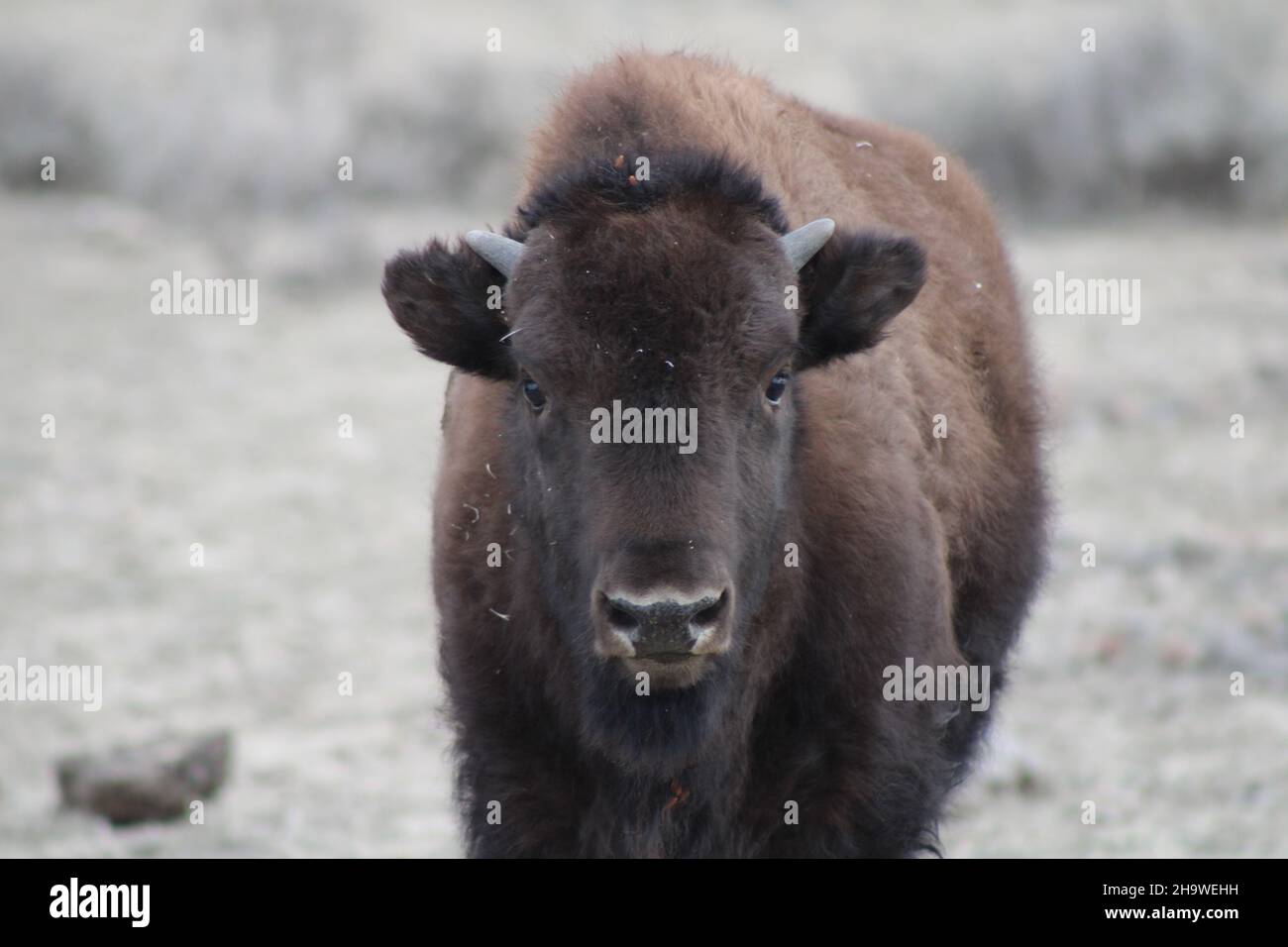 Baby Bison in grazing pasture Stock Photo