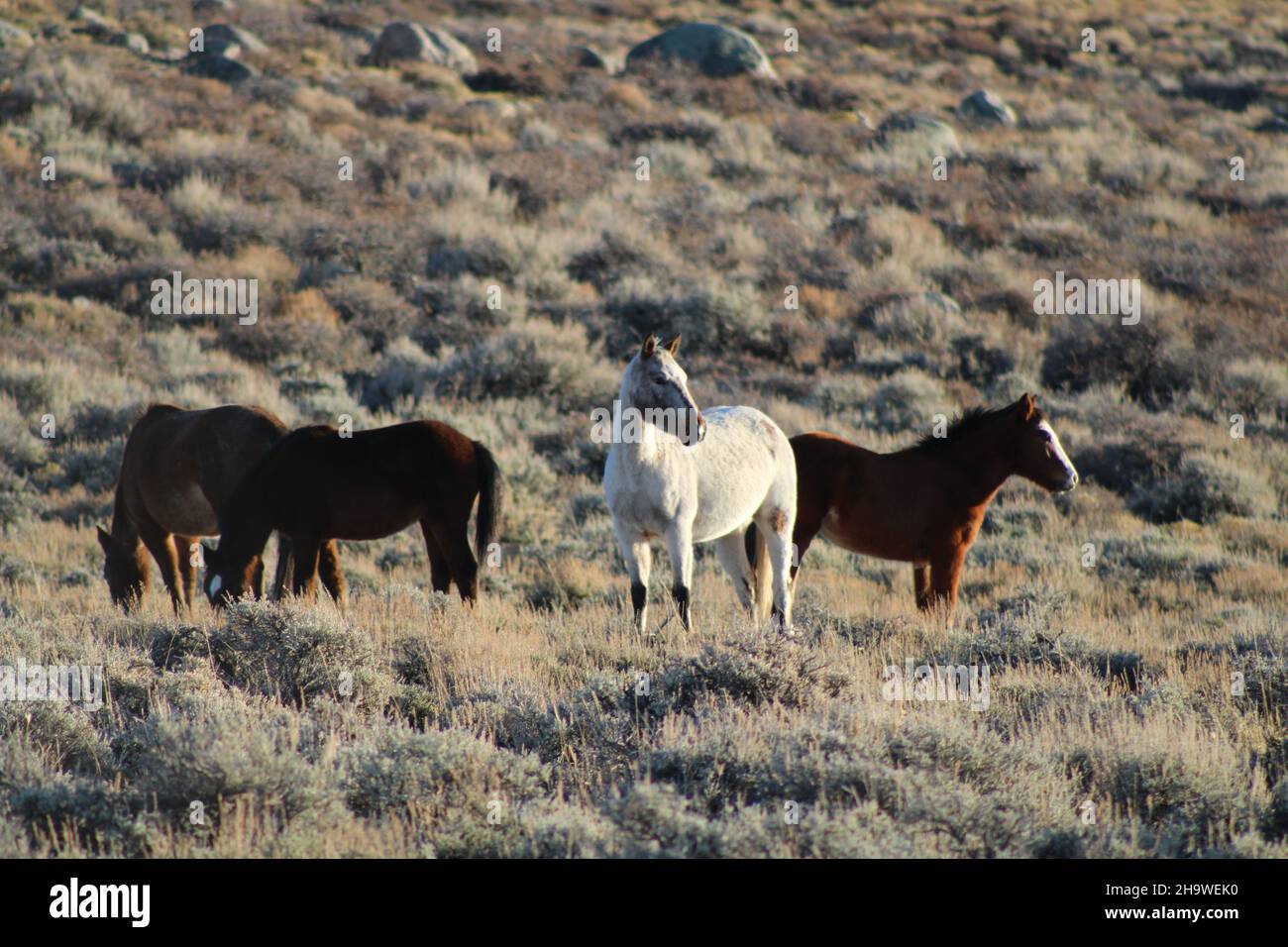 Feral Wild Horses in Grass Field While Sunsets Stock Photo