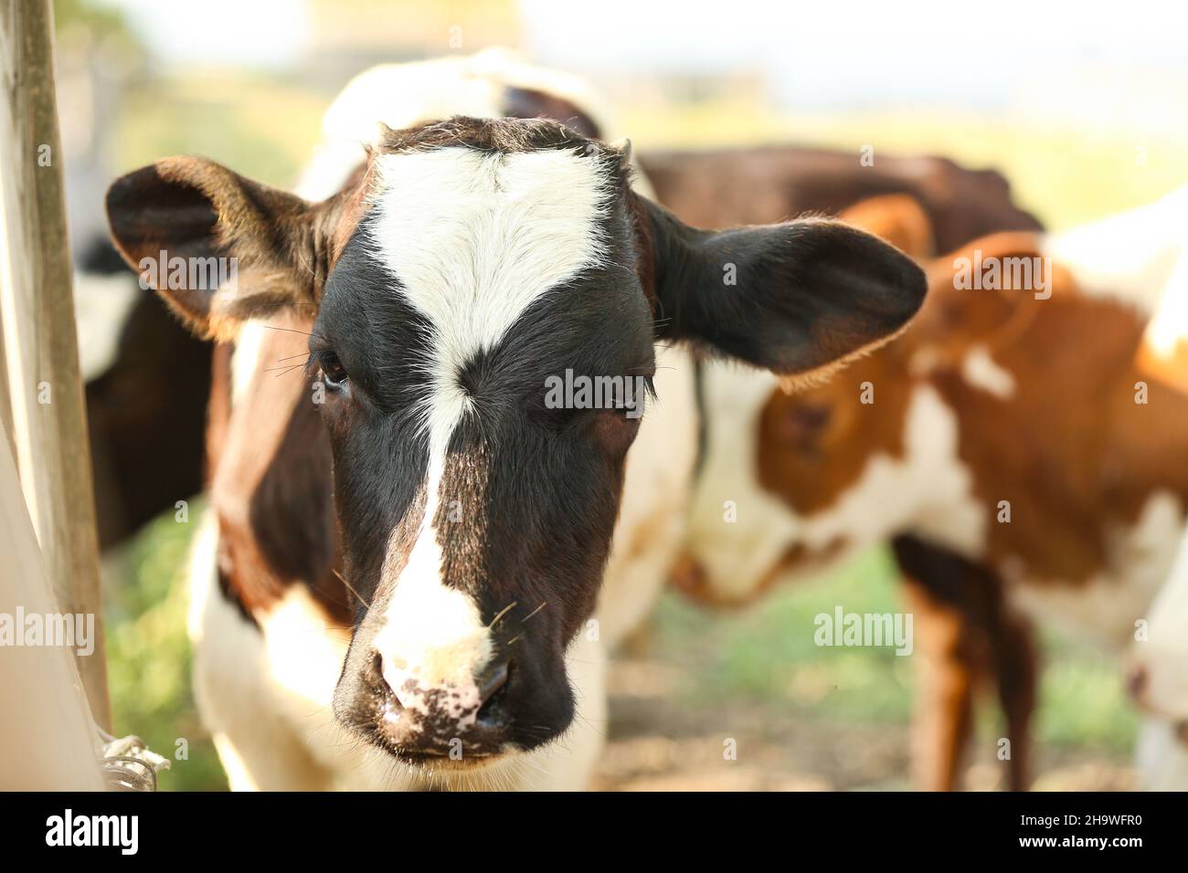 Cute black and white calf near fence at farm, closeup Stock Photo - Alamy