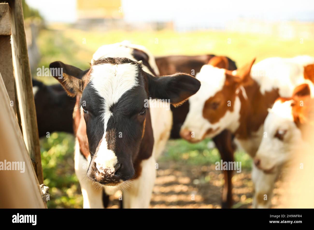 Cute black and white calf near fence at farm, closeup Stock Photo - Alamy