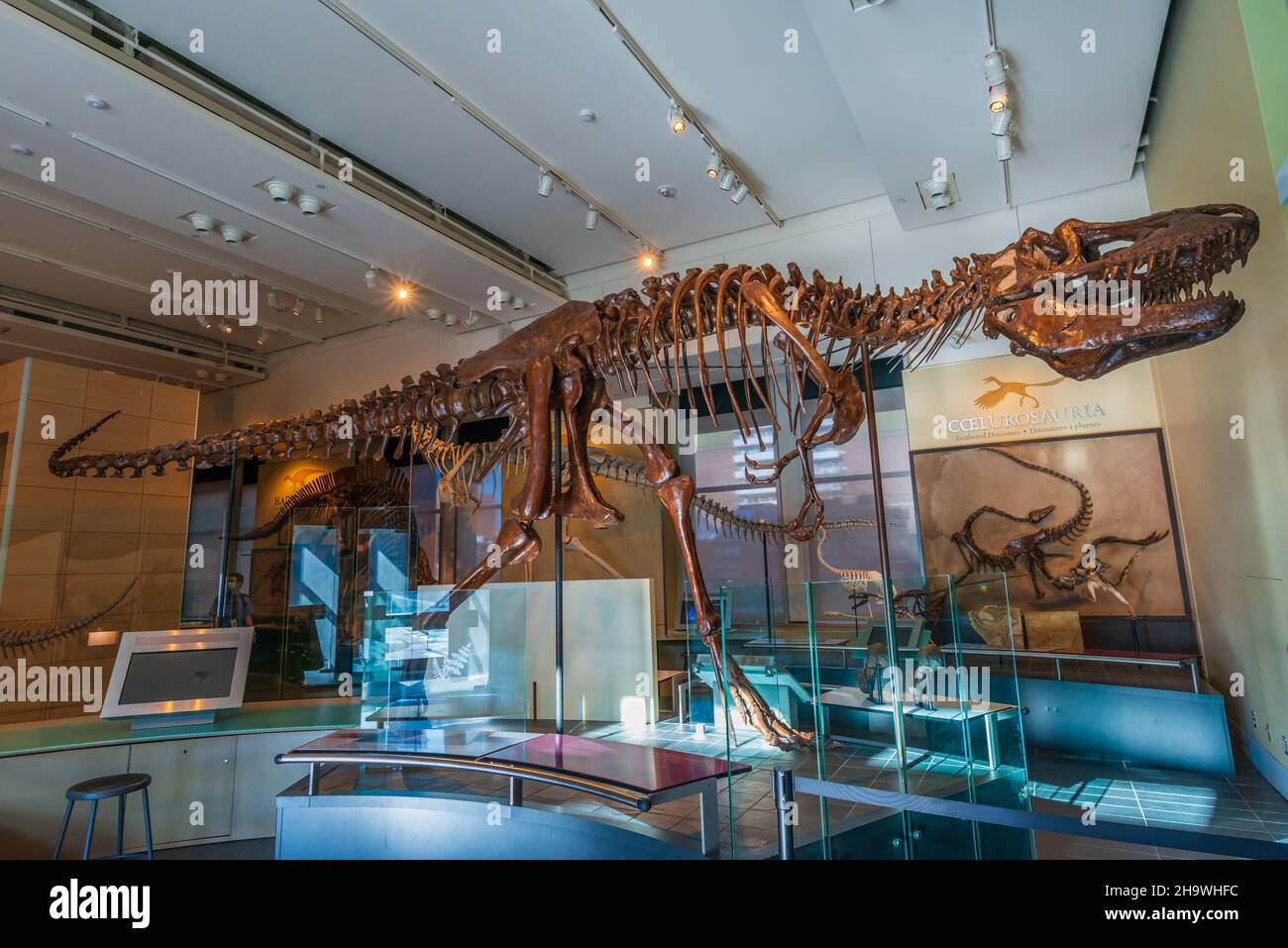 Dinosaurs at national history museum hi-res stock photography and ...