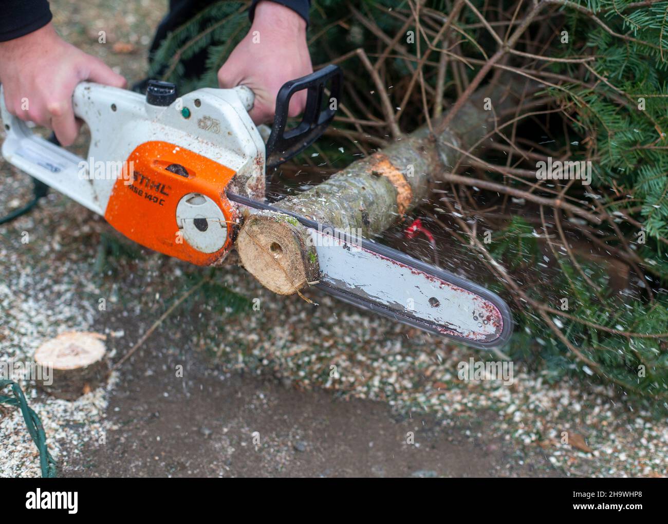 Cutting the trunk of a Christmas tree with a chainsaw Stock Photo Alamy