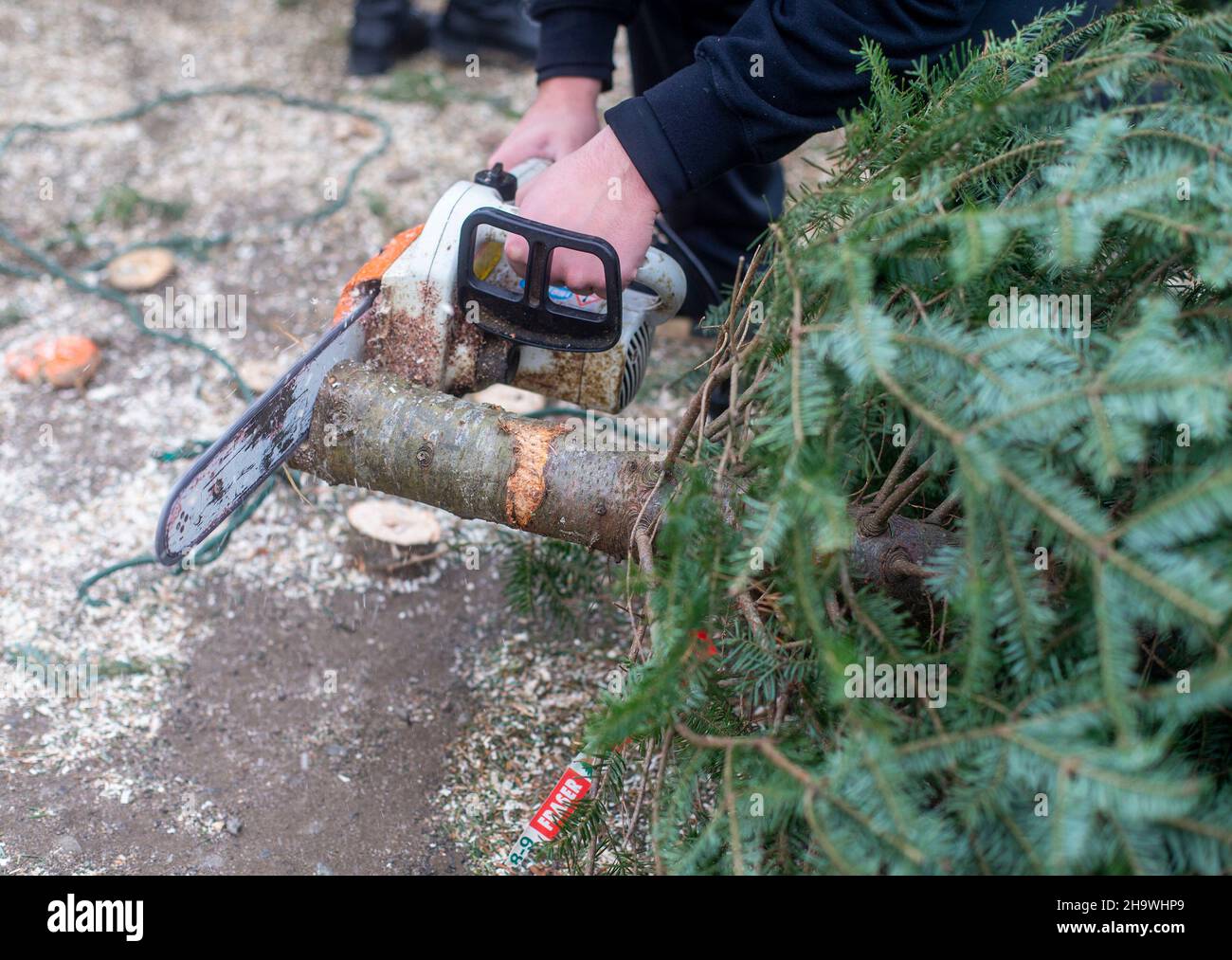 Cutting the trunk of a Christmas tree with a chainsaw Stock Photo