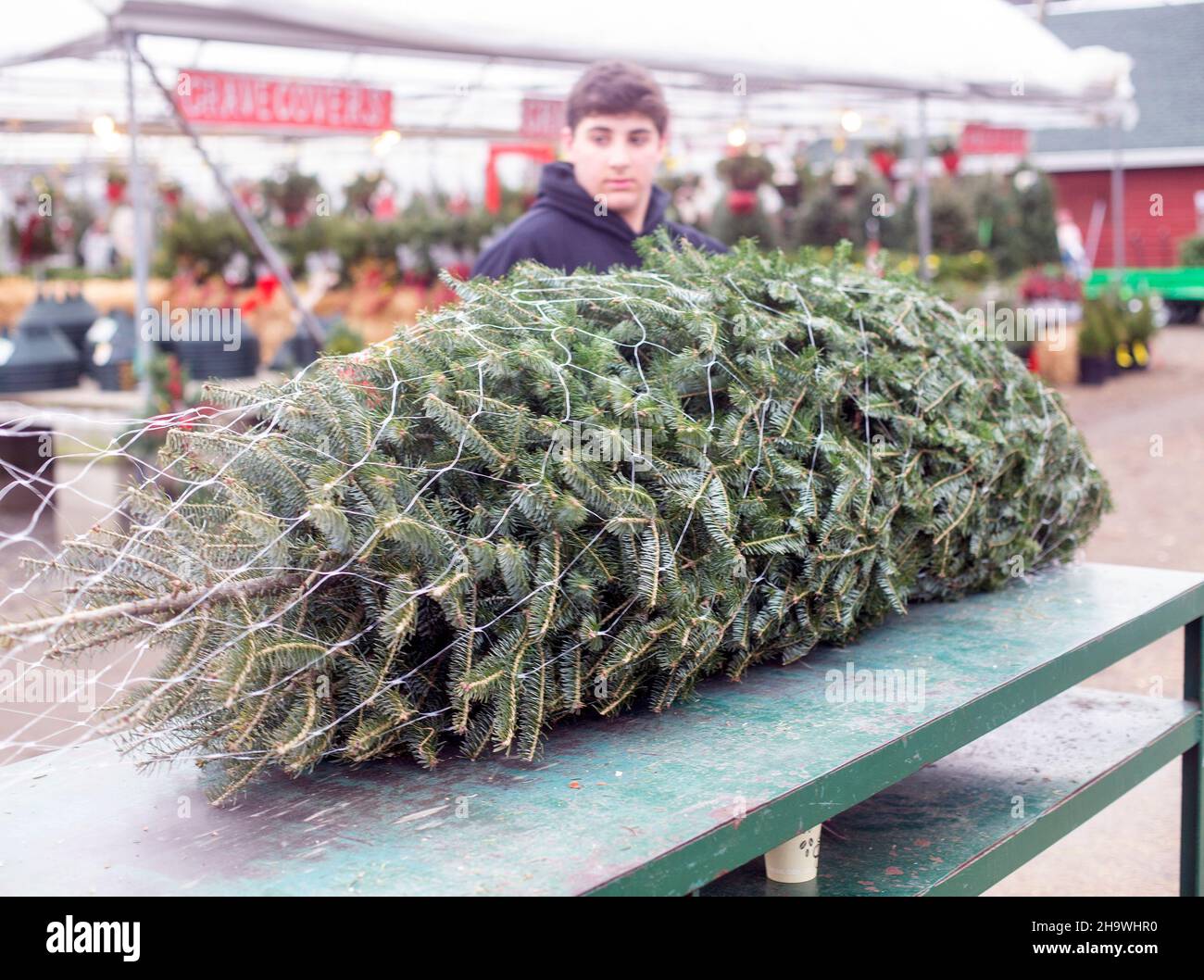 Worker preparing a Christmas tree for a customer Stock Photo