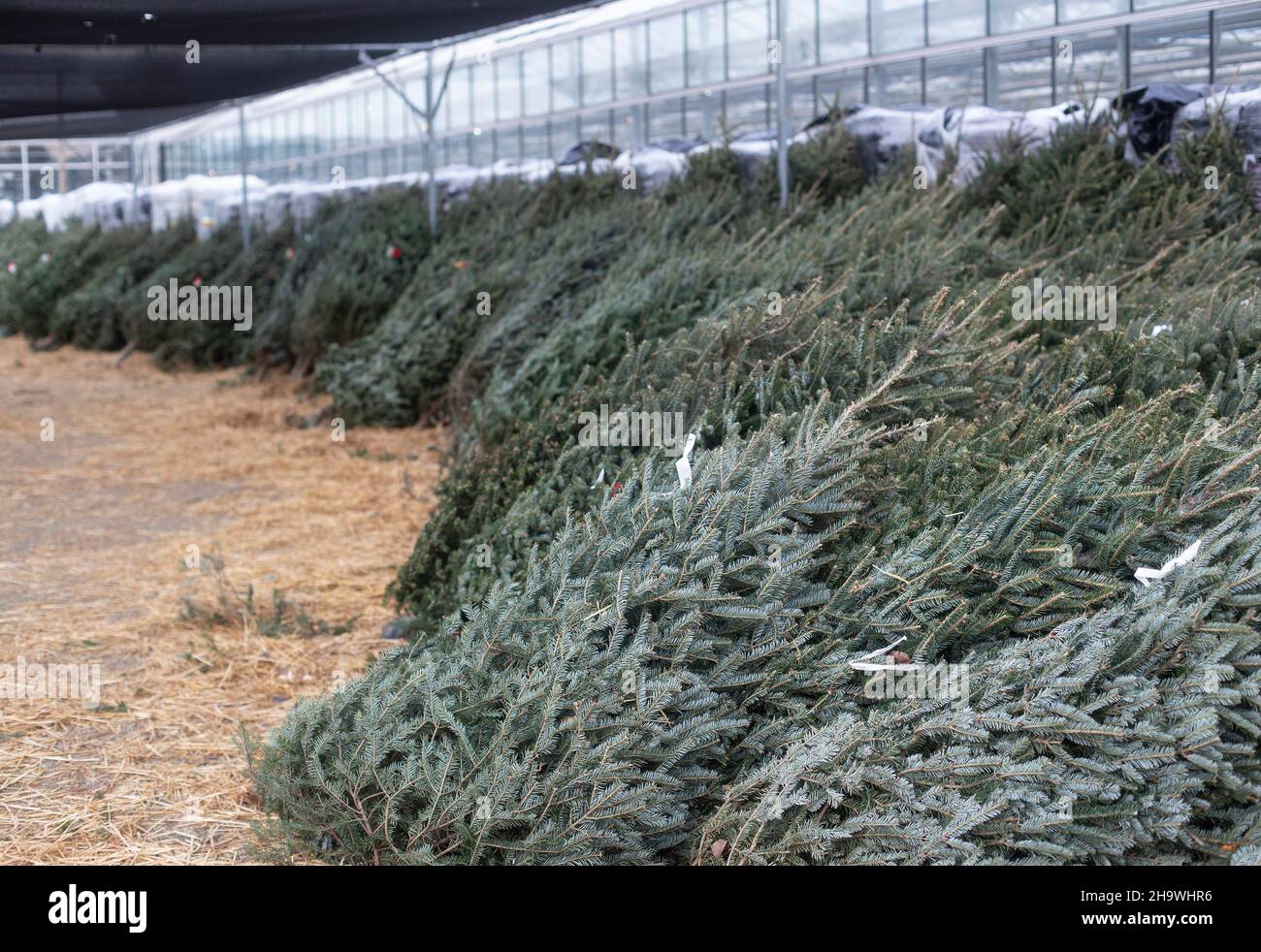 Christmas trees at a nursery Stock Photo