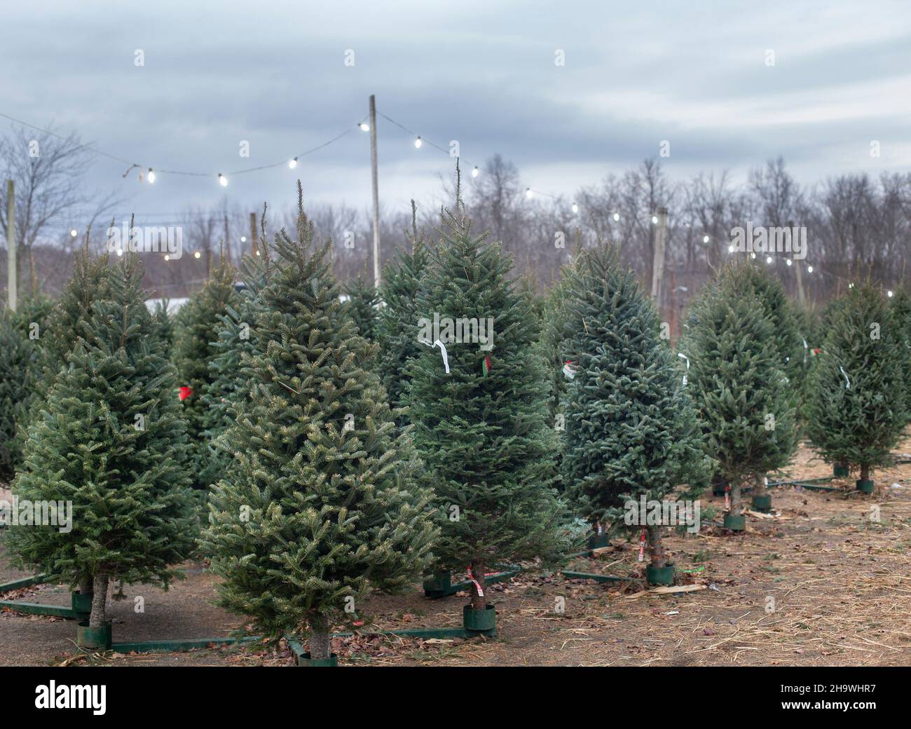 Christmas trees for sale at a nursery Stock Photo