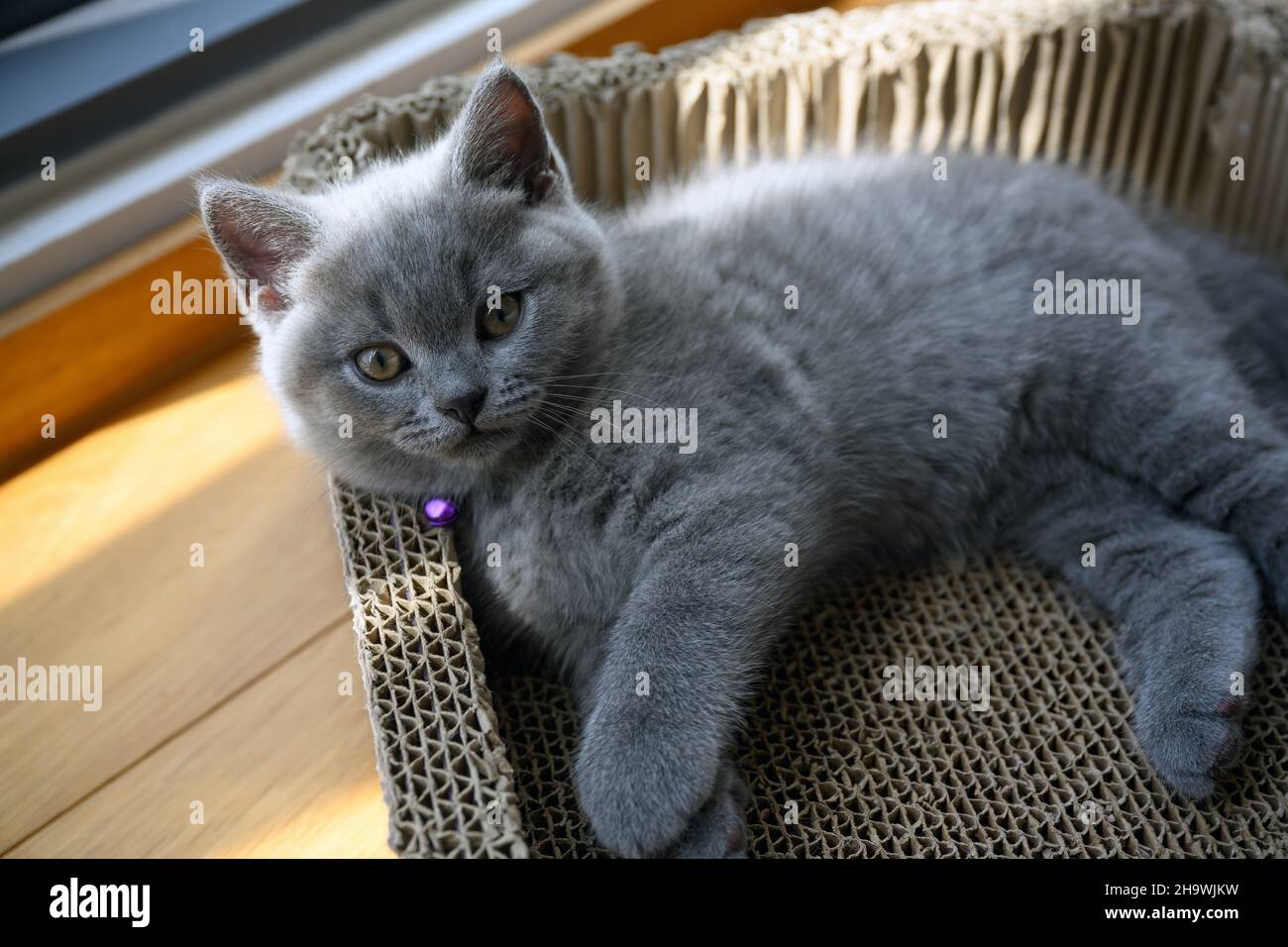 British Shorthair kitten blue color lying in a cardboard box scratching  cat's claws, view from above the cat is resting in a paper tray Stock Photo  - Alamy