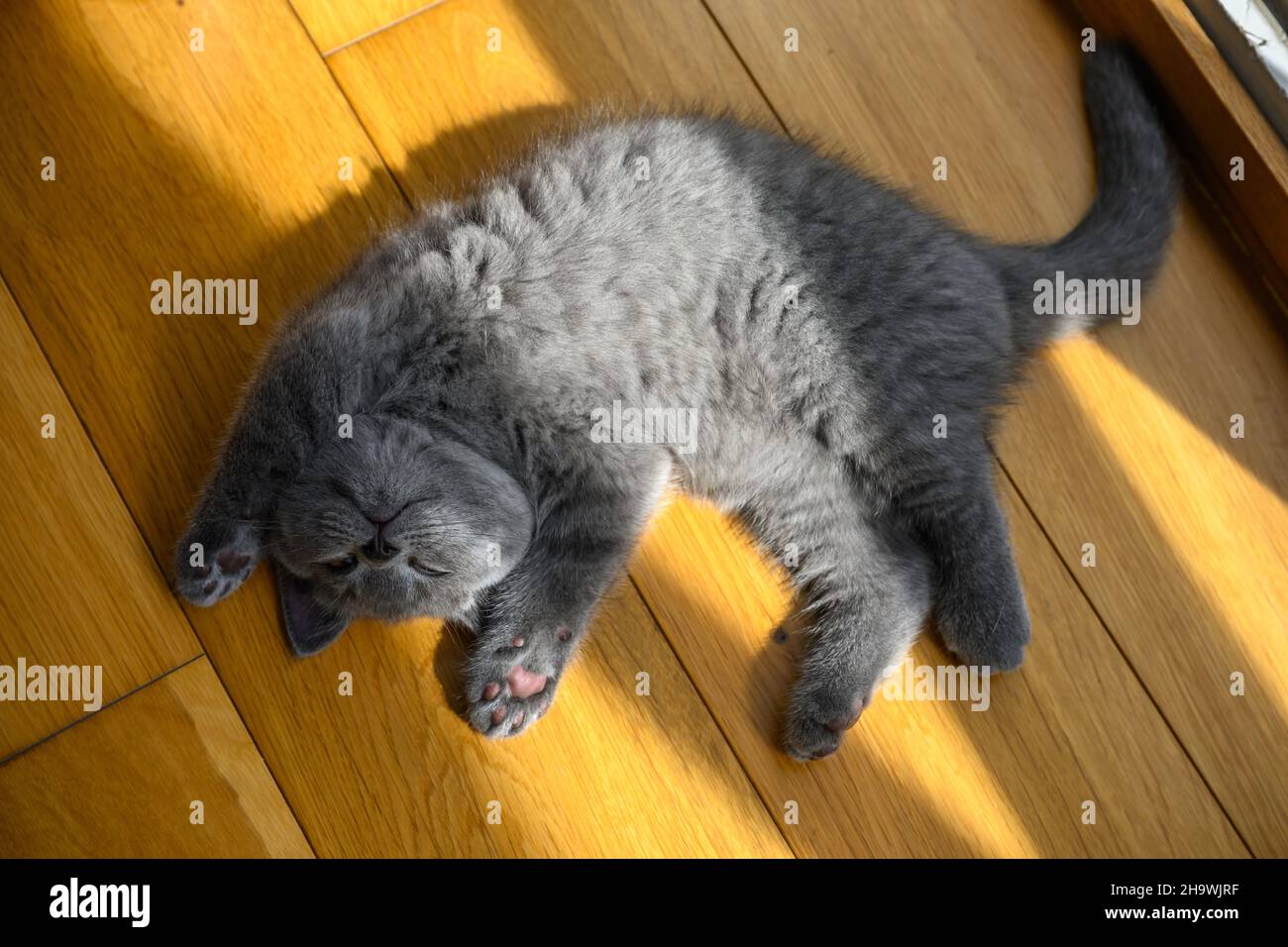 The kitten sleeps in the supine position with his hands up. Very funny and cute pose, a blue British Shorthair cat lying on a wooden floor in the room Stock Photo